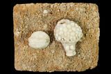 Crinoid (Uperocrinus) & Blastoid (Globoblastus) Plate - Missouri #162691-1